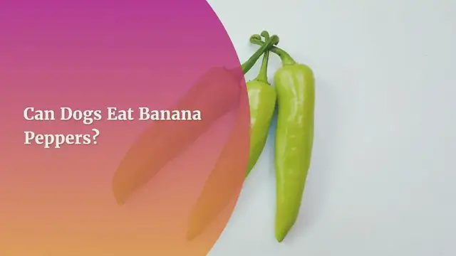 'Video thumbnail for Can Dogs Eat Banana Peppers? Yes, But Beware Of These 5 Side Effects'