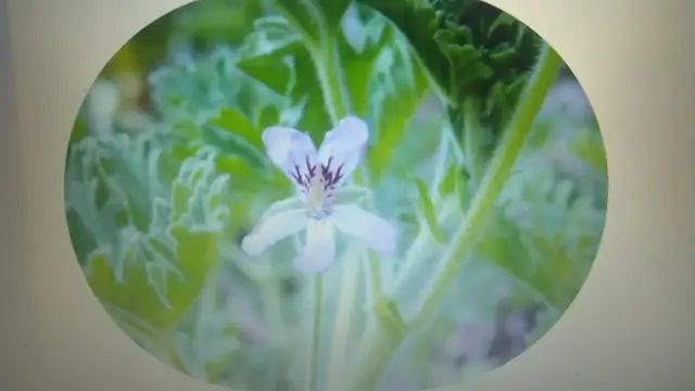 Video thumbnail for geranium farming profit per acre | geranium ki kheti kaise karen