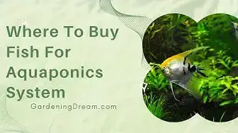 Video thumbnail for Where To Buy Fish For Aquaponics System