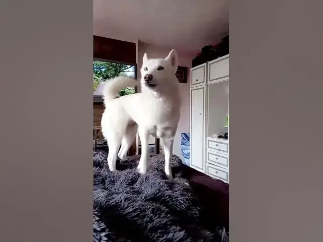 Video thumbnail for Toastie_Ghostie always demanding her time