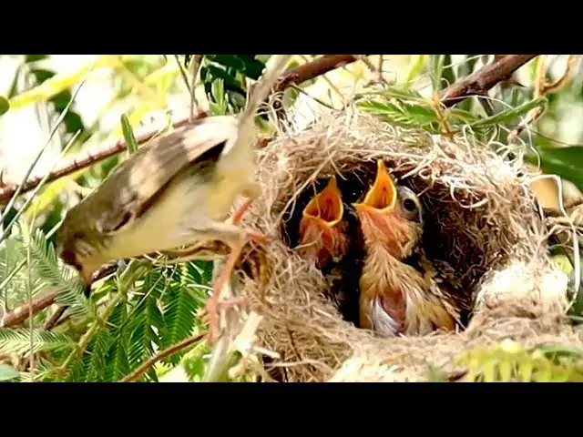 'Video thumbnail for All baby's rice sparrow wait to eat food'