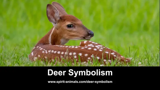 'Video thumbnail for Deer Symbolism'