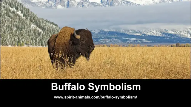 Video thumbnail for Buffalo Symbolism