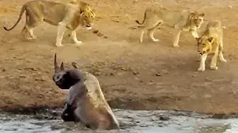 Video thumbnail for 3 Lions Attack Black Rhino That's Stuck in Mud
