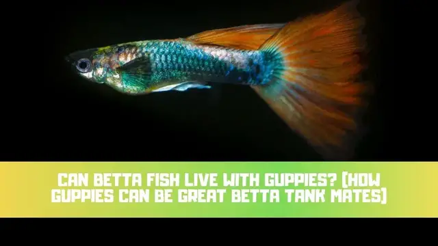 Video thumbnail for Can Betta Fish Live With Guppies? (How Guppies Can Be Great Betta Tank Mates)