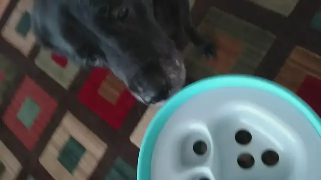 Video thumbnail for Dogs Like The PAW5 Rock 'n Bowl Puzzle Feeder!