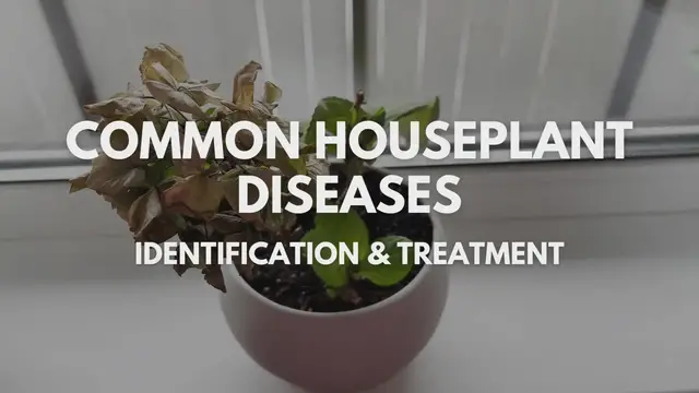 'Video thumbnail for Common Houseplant Diseases – Identification & Treatment'