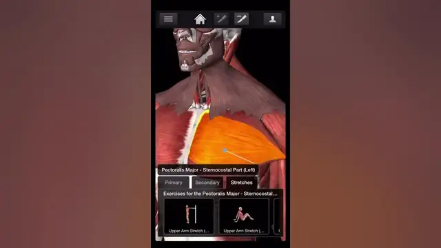 'Video thumbnail for Bodybuilding - Chest workouts'