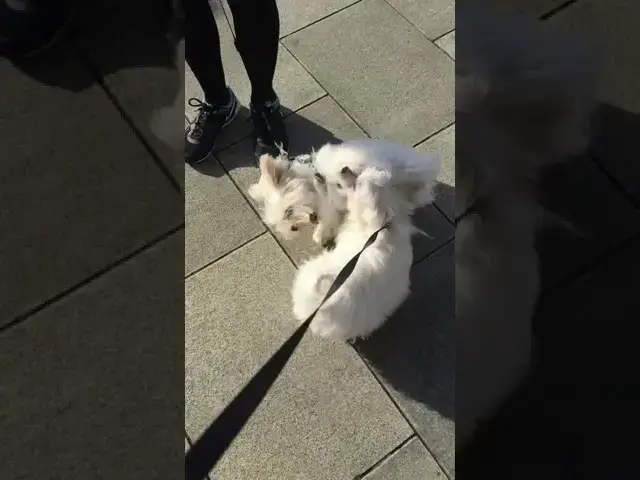 'Video thumbnail for Maltese Puppies Django and Sassy meeting for a play session for the first time ever'