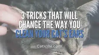 Video thumbnail for 3 TRICKS THAT WILL CHANGE THE WAY YOU CLEAN YOUR CAT’S EARS