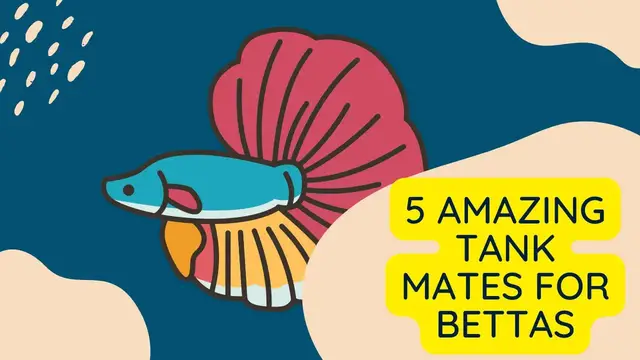 'Video thumbnail for 5 Amazing Tank mates for Bettas 馃悷'