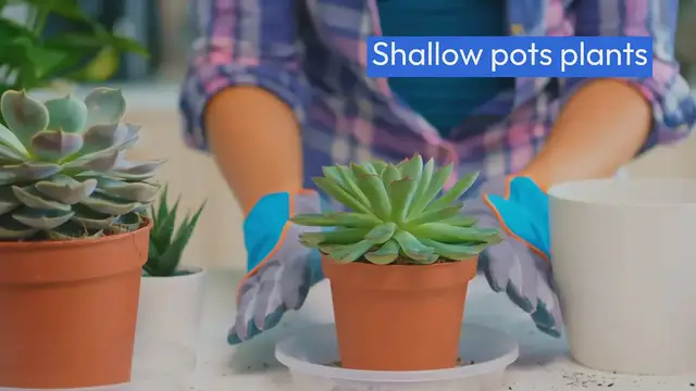 'Video thumbnail for Best Houseplants for Shallow Pots'