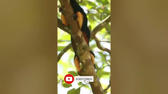 Video thumbnail for The grizzled giant squirrel (Ratufa macroura) resting on a branch #shorts