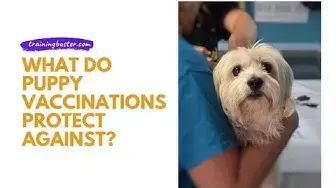 Video thumbnail for What do puppy vaccinations protect against?