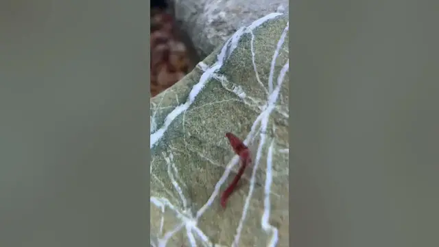 'Video thumbnail for Red Cherry Shrimp Eating a Bloodworm!'