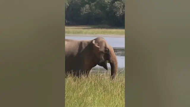 Video thumbnail for Elephant in the lake #shorts