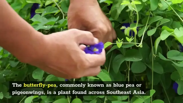 Video thumbnail for Blue Tea, 5 Superb Facts That You Need To Know About It!