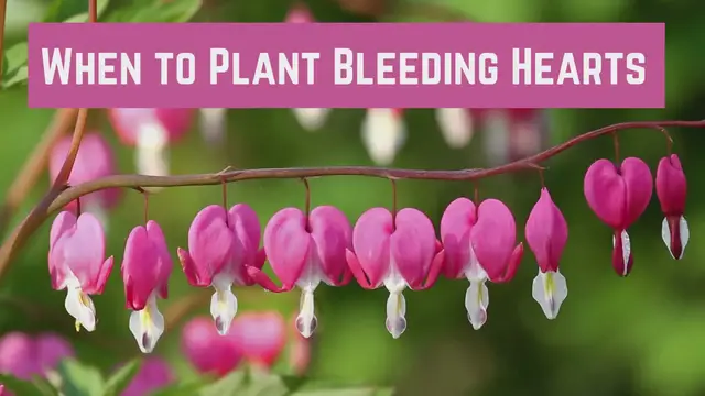 Video thumbnail for When to Plant Bleeding Hearts