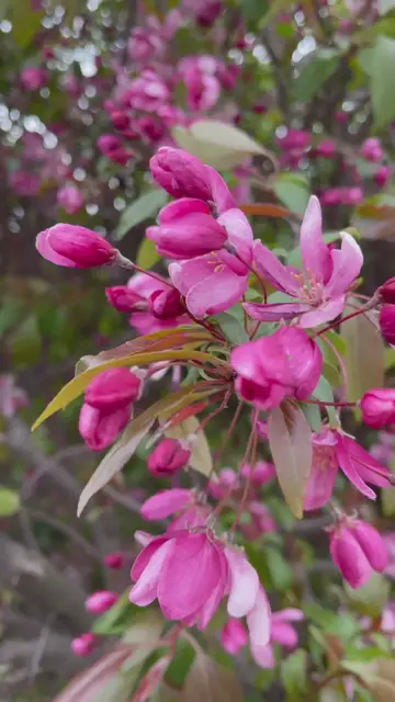 'Video thumbnail for flower and nature'