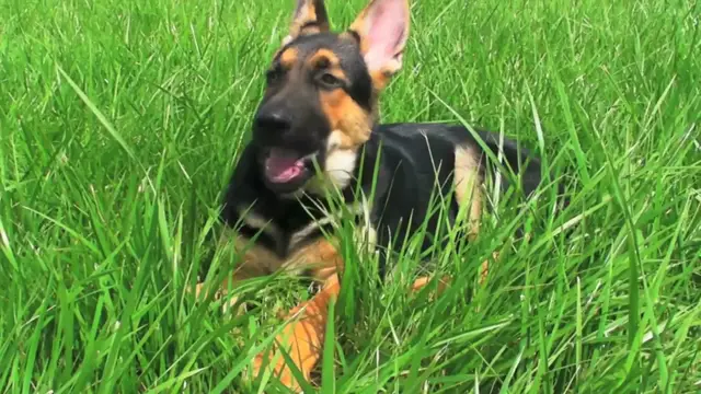 Video thumbnail for "How to Stop German Shepherd Barking: Effective Tips and Tricks"