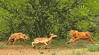 Video thumbnail for Leopard & Hyena Fight Over Impala While it Tries to Run Away