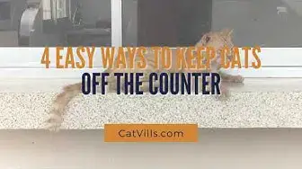 Video thumbnail for 4 EASY WAYS TO KEEP CATS OFF THE COUNTER