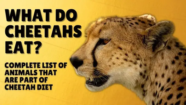 Video thumbnail for What Do Cheetahs Eat - Cheetah Diet - Cheetah Prey Animals