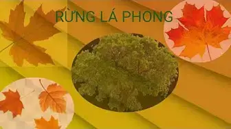 Video thumbnail for Phong cảnh về rừng lá phong