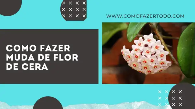 'Video thumbnail for Como Fazer Muda de Flor de Cera Passo a Passo em Casa 🏡 ✂️ 🌱'
