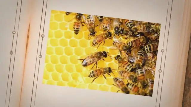 'Video thumbnail for The Buzzing Crisis: Investigating the Alarming Decline of Bees and How We Can Save Them'