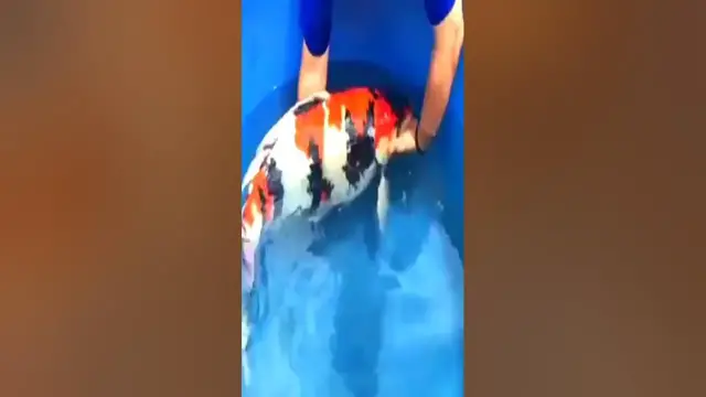 Video thumbnail for I've never seen a Showa Koi fish this big