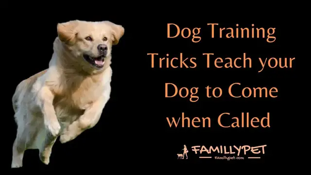 Video thumbnail for Dog training tricks : Teach your dog to Come when called