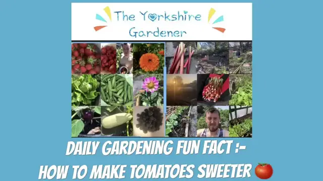 'Video thumbnail for ✅ Boost Tomato Flavour Fast: Proven Tricks for Sweeter, Tastier Harvests! 🍅'