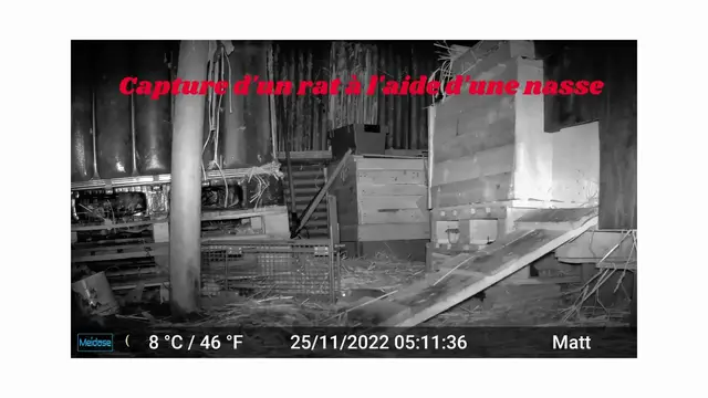 Video thumbnail for Capture d'un rat avec une nasse