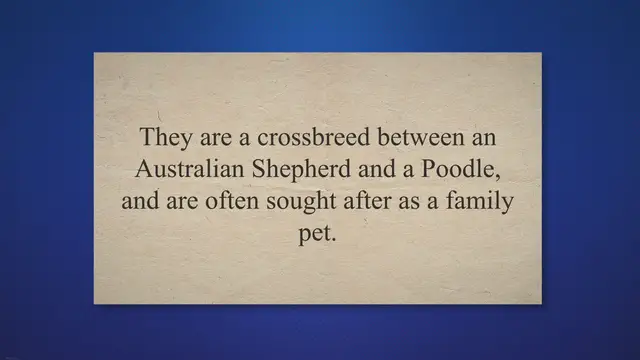 Video thumbnail for Are aussiedoodles Aggressive? Everything You Should Know! - 2023