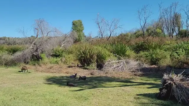 Video thumbnail for Kangaroos and scenic area