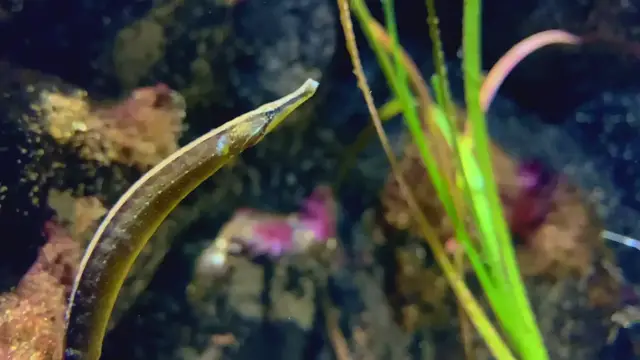Video thumbnail for Beady pipefish