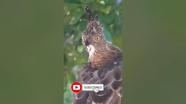 Video thumbnail for The changeable hawk-eagle or crested hawk-eagle (Nisaetus cirrhatus) #shorts