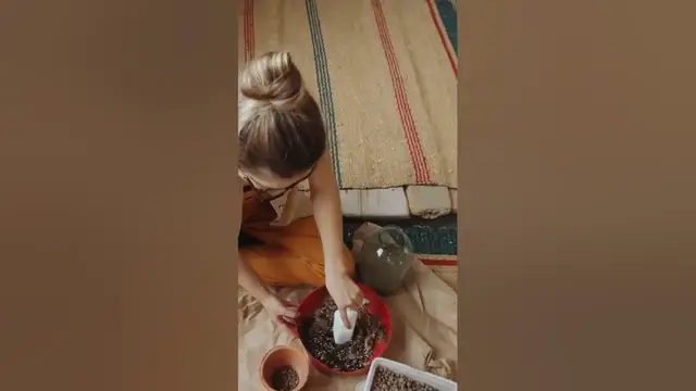 'Video thumbnail for Using Diatomaceous Earth for Indoor Plants: 4 Different Useful Uses'