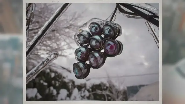 'Video thumbnail for Can Grapes Be Frozen? Will They Still Be Good?'