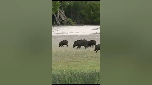 Video thumbnail for Wild boar herd walking away #shorts