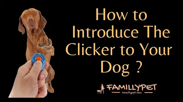 Video thumbnail for Clicker Training | How to introduce the clicker to your Dog