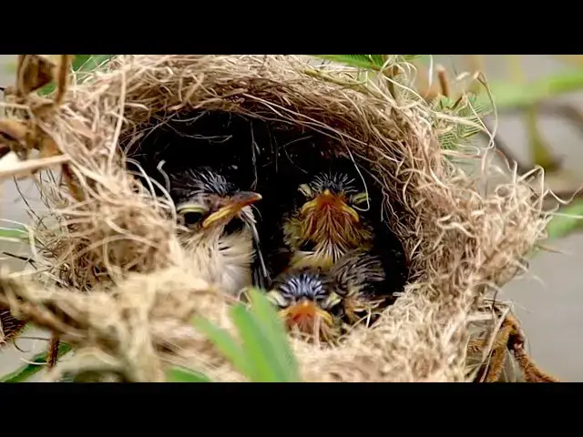 'Video thumbnail for Mother's catch food to feed baby's in nest'