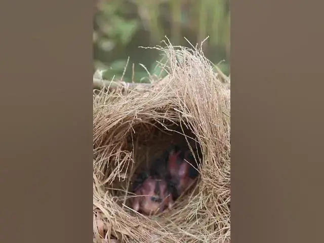 Video thumbnail for Baby Golden Bird in Nest  #Peculiar #Eggs #Wild Birds #Forest #Unique #Nesting #Habitats #Avian