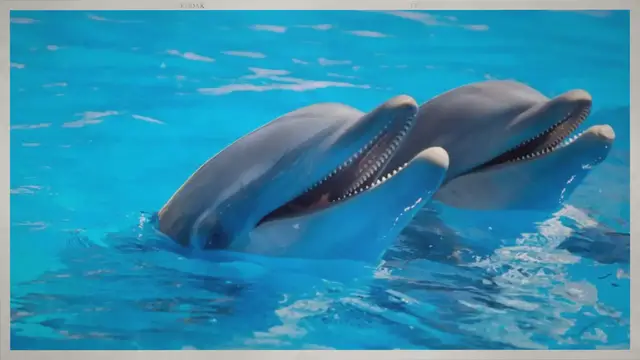 Video thumbnail for Are Dolphins Smarter than Humans?