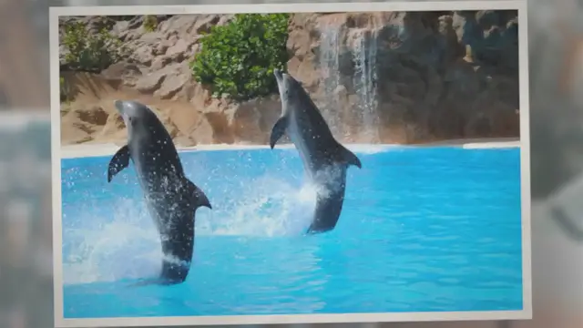 Video thumbnail for Do Dolphins Have Gills?