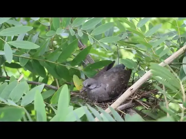 Video thumbnail for Mother's wild dove protect baby's bird on nest