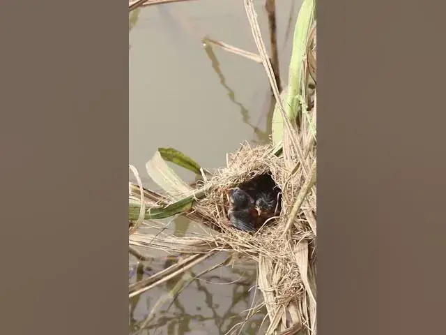 Video thumbnail for Wow Grown babiws Bird in nest EP#040 #birds #avian #babyanimal #wildbirdlife #babybird #avianlife