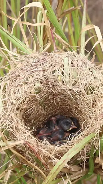 Video thumbnail for Baby Grown Sparrow In Nest EP#015 #nestegg #egglaying #satisfying #nestling #eggproduction  #nesting
