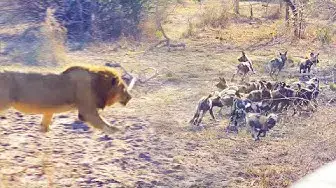 Video thumbnail for Male Lion Takes Out Wild Dog Pups